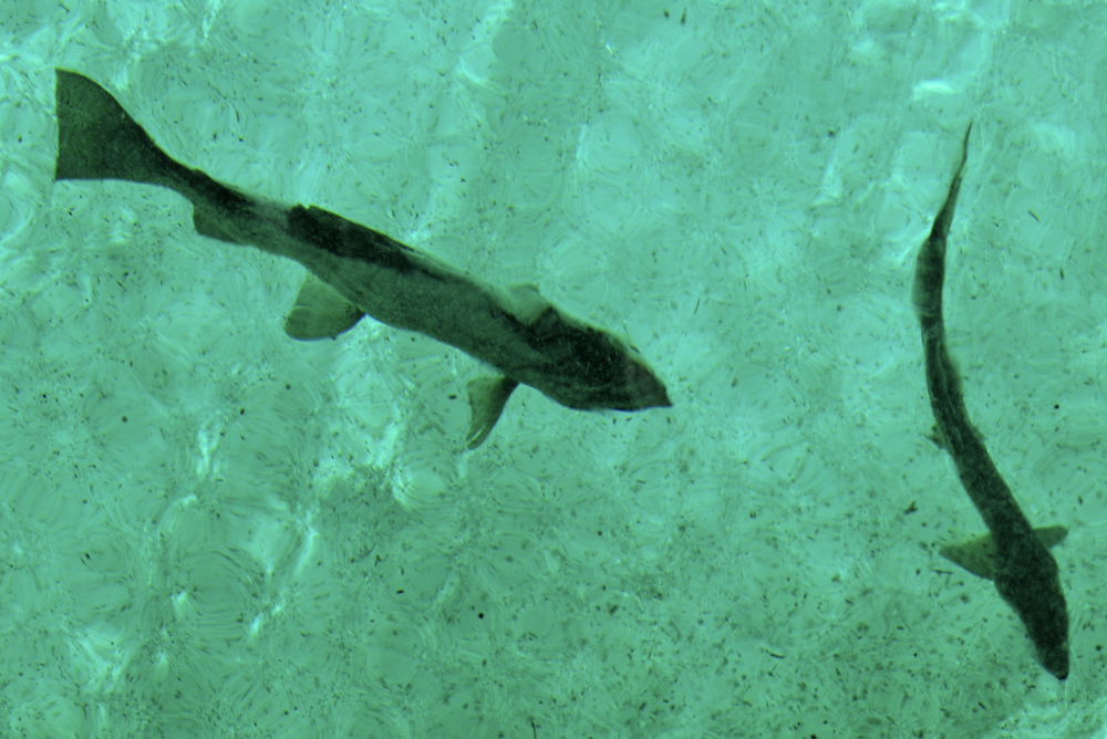 Big Springs - freshwater spring in Manistique