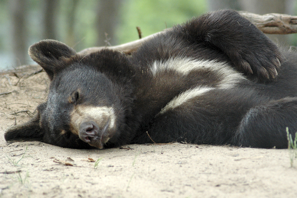 Sleeping little bear at the ranch.