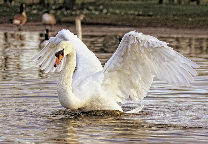 Swans and geese of the refuge in the spring.