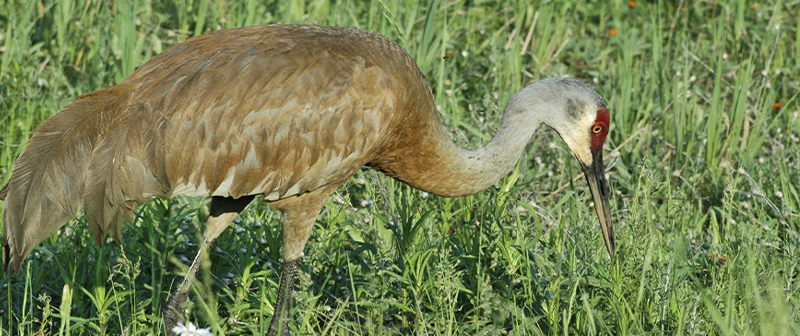 Seney Wildlife Refuge